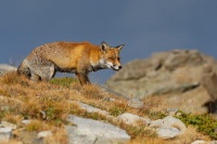 Liska obecna - Vulpes vulpes - Red Fox 2060